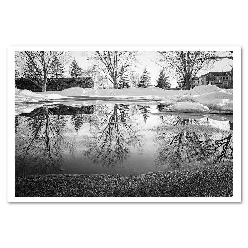 Reflected Trees black & white Fine Art Print