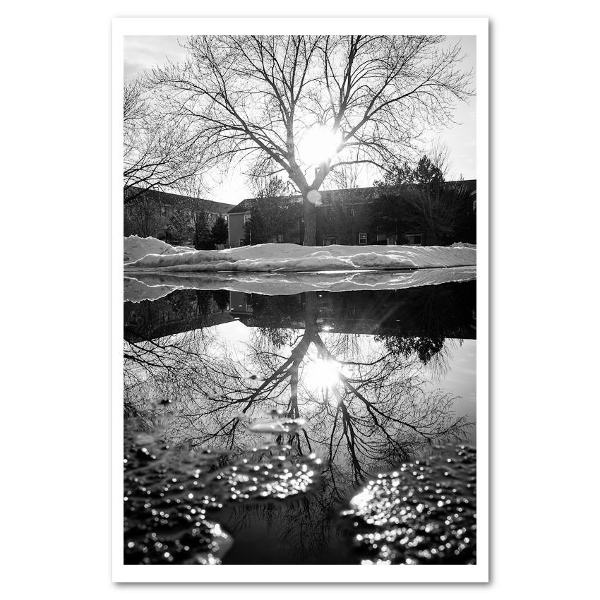 Reflected Trees black & white Fine Art Print