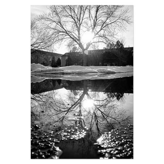 Reflected Trees No. 2 Photo Print, mounted Fuji Lustre, printed edge to edge