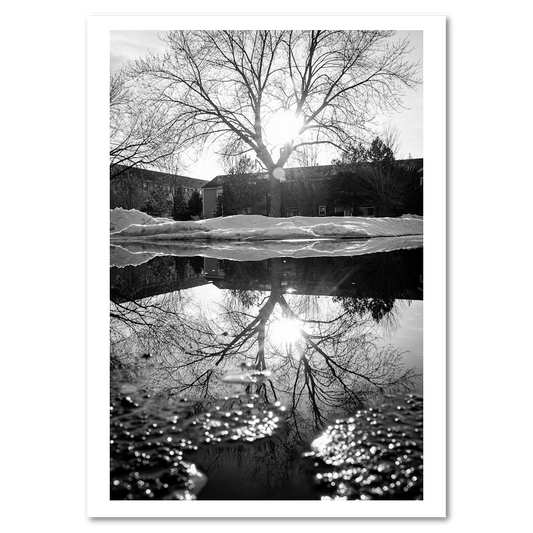 Reflected Trees - Mini Bundle