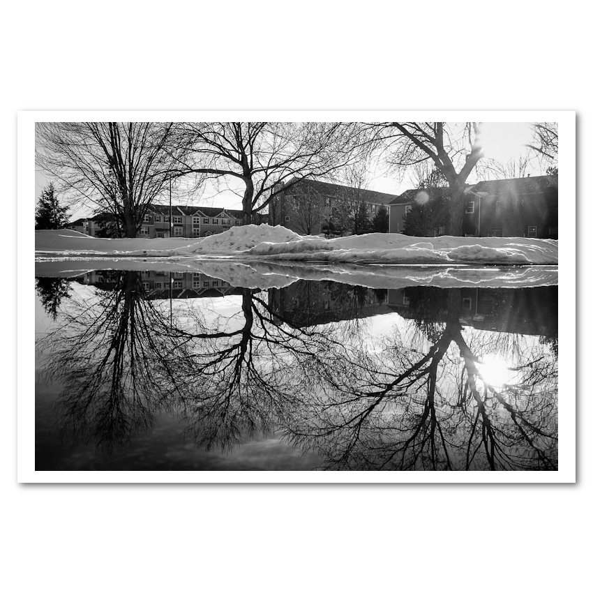 Reflected Trees black & white Fine Art Print