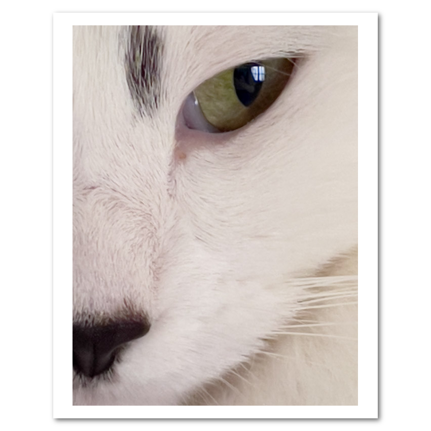 Cat’s Eye Fine Art Print