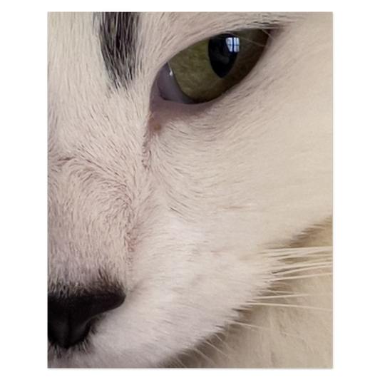 Cat’s Eye Photo Print, mounted Fuji Lustre, printed edge to edge