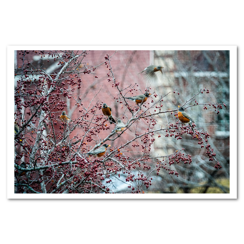 Flock of Robins Fine Art Print