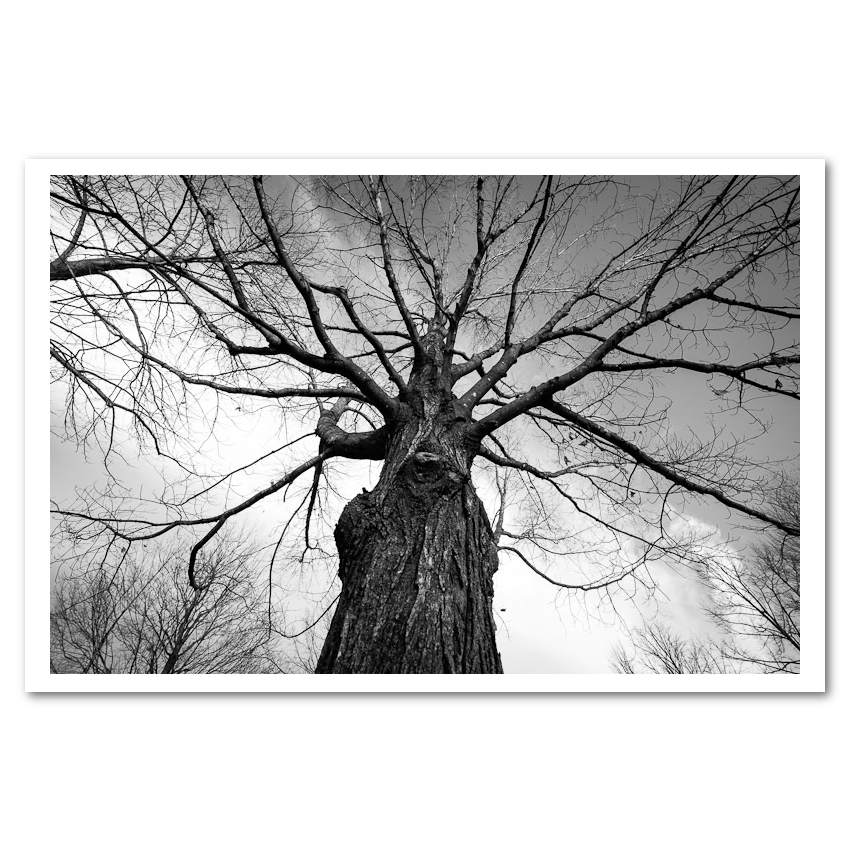 Towering Tree Fine Art Print