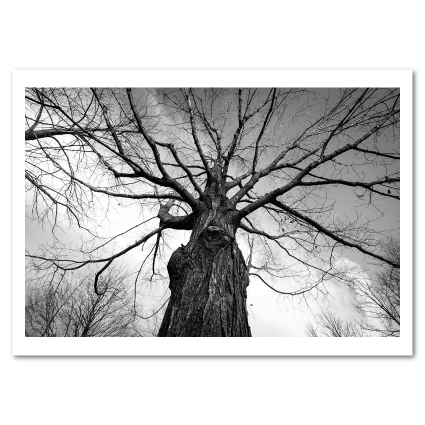 Towering Trees - Mini Bundle