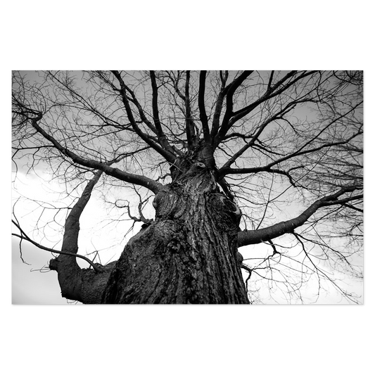 Towering Tree No. 2 Photo Print, mounted Fuji Lustre, printed edge to edge