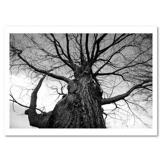 Towering Trees - Mini Bundle