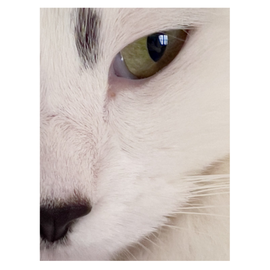 Cat’s Eye Photo Print