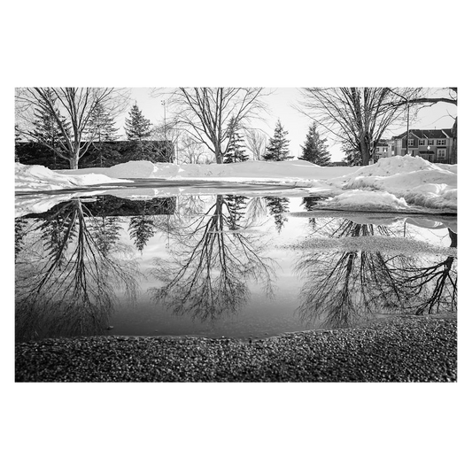 Reflected Trees black & white Photo Print