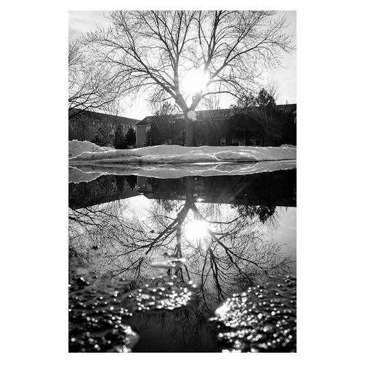 Reflected Trees black & white Photo Print