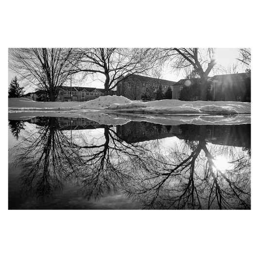 Reflected Trees black & white Photo Print