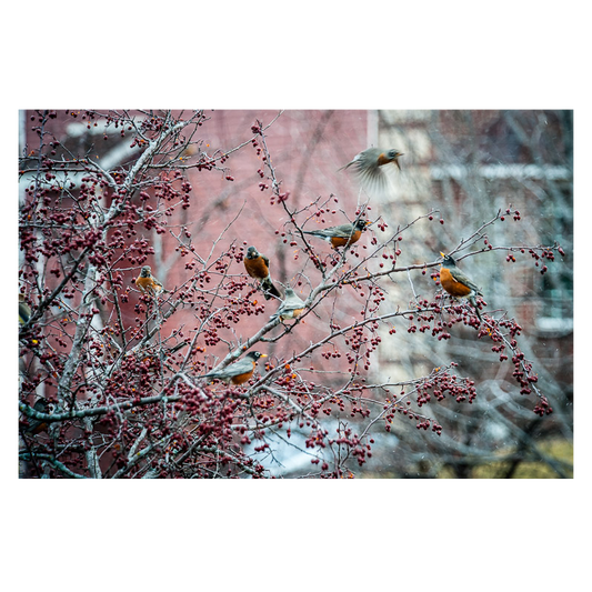 Flock of Robins Photo Print
