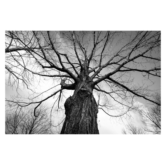Towering Tree Photo Print