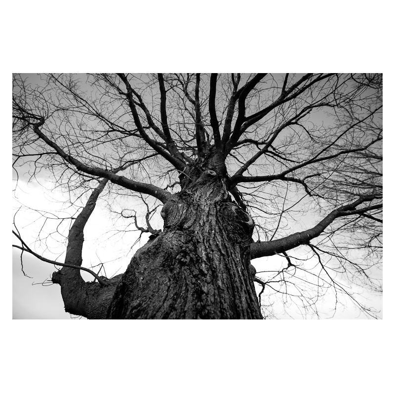 Towering Tree Photo Print