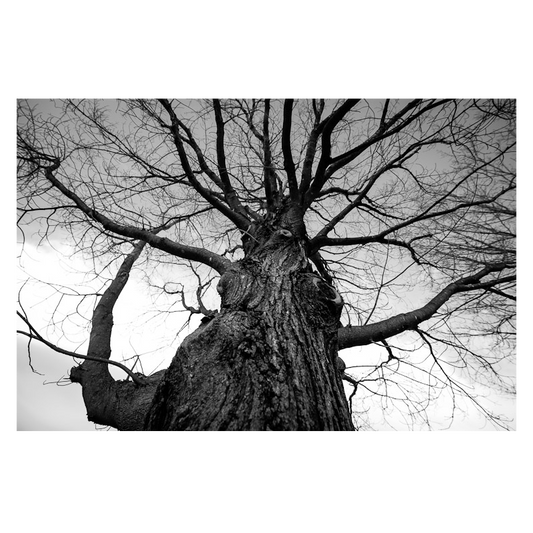 Towering Tree Photo Print