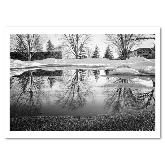 Reflected Trees - Mini Bundle