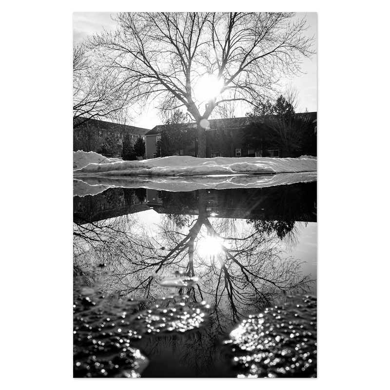 Reflected Trees No. 2 Photo Print, mounted Fuji Lustre, printed edge to edge