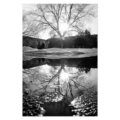Reflected Trees No. 2 Photo Print, mounted Fuji Lustre, printed edge to edge