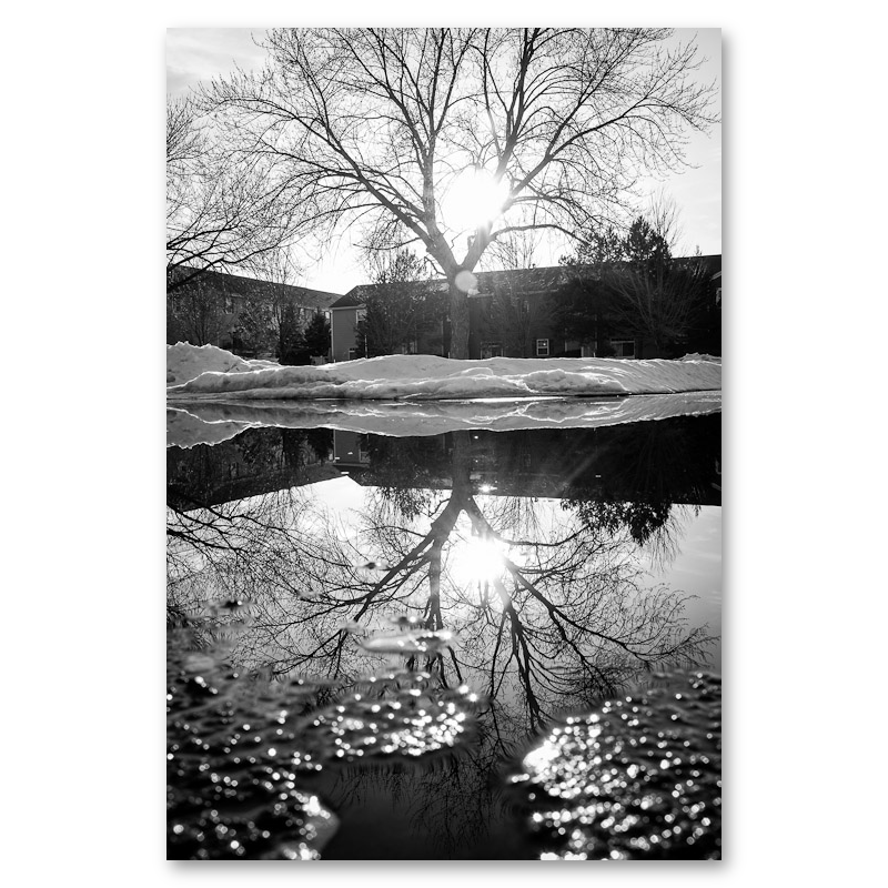 Reflected Trees No. 2 Metal Print, float-mounted, printed edge to edge