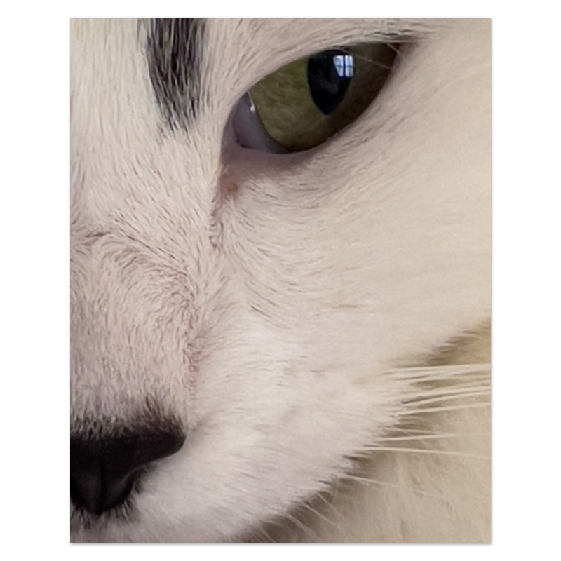 Cat’s Eye Photo Print, mounted Fuji Lustre, printed edge to edge