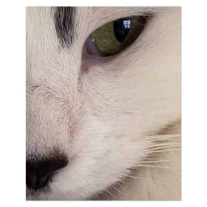 Cat’s Eye Photo Print, mounted Fuji Lustre, printed edge to edge