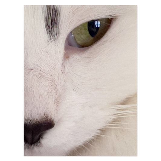 Cat’s Eye Photo Print, mounted Fuji Lustre, printed edge to edge