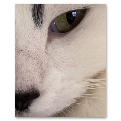 Cat’s Eye Metal Print, float-mounted, printed edge to edge
