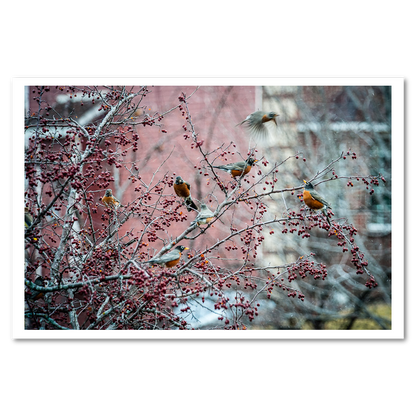 Flock of Robins Fine Art Print