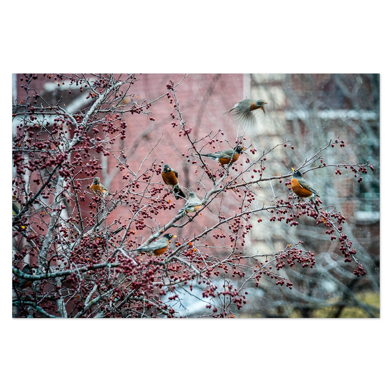 Flock of Robins Photo Print, mounted Fuji Lustre, printed edge to edge