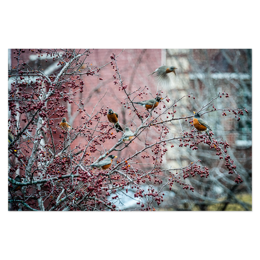 Flock of Robins Photo Print, mounted Fuji Lustre, printed edge to edge