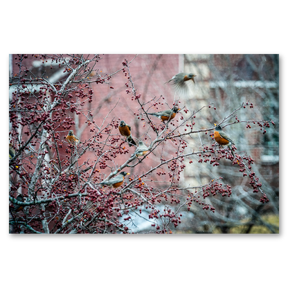 Flock of Robins Metal Print, float-mounted, printed edge to edge