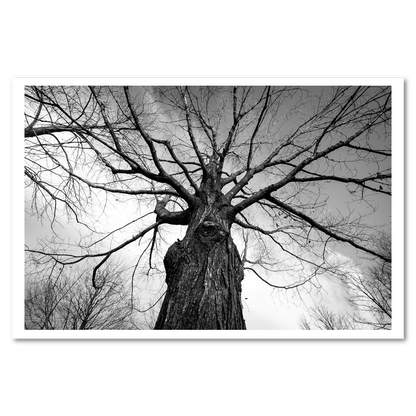 Towering Tree Fine Art Print