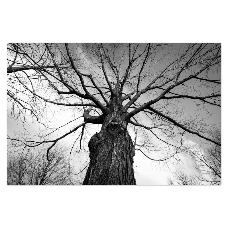 Towering Tree No. 1 Photo Print, mounted Fuji Lustre, printed edge to edge