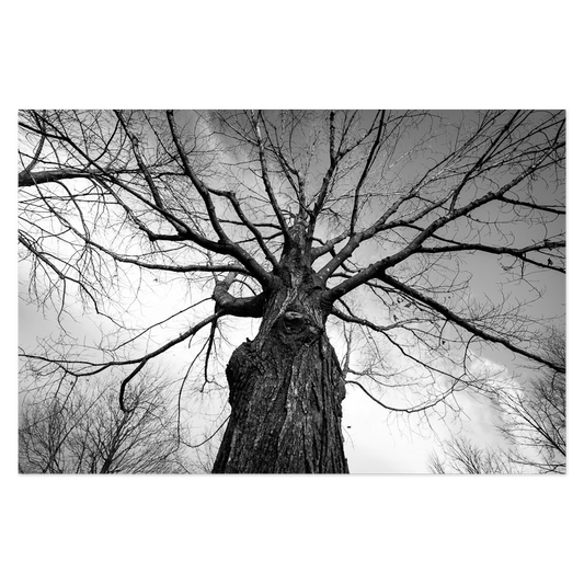 Towering Tree No. 1 Photo Print, mounted Fuji Lustre, printed edge to edge