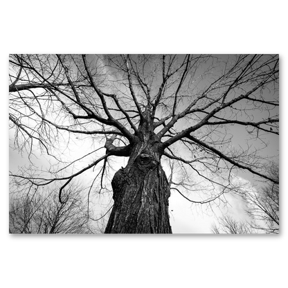 Towering Tree No. 1 Metal Print, float-mounted, printed edge to edge