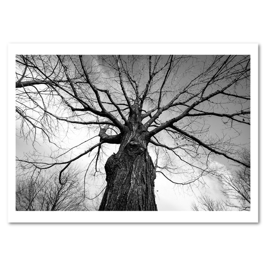 Towering Trees - Mini Bundle
