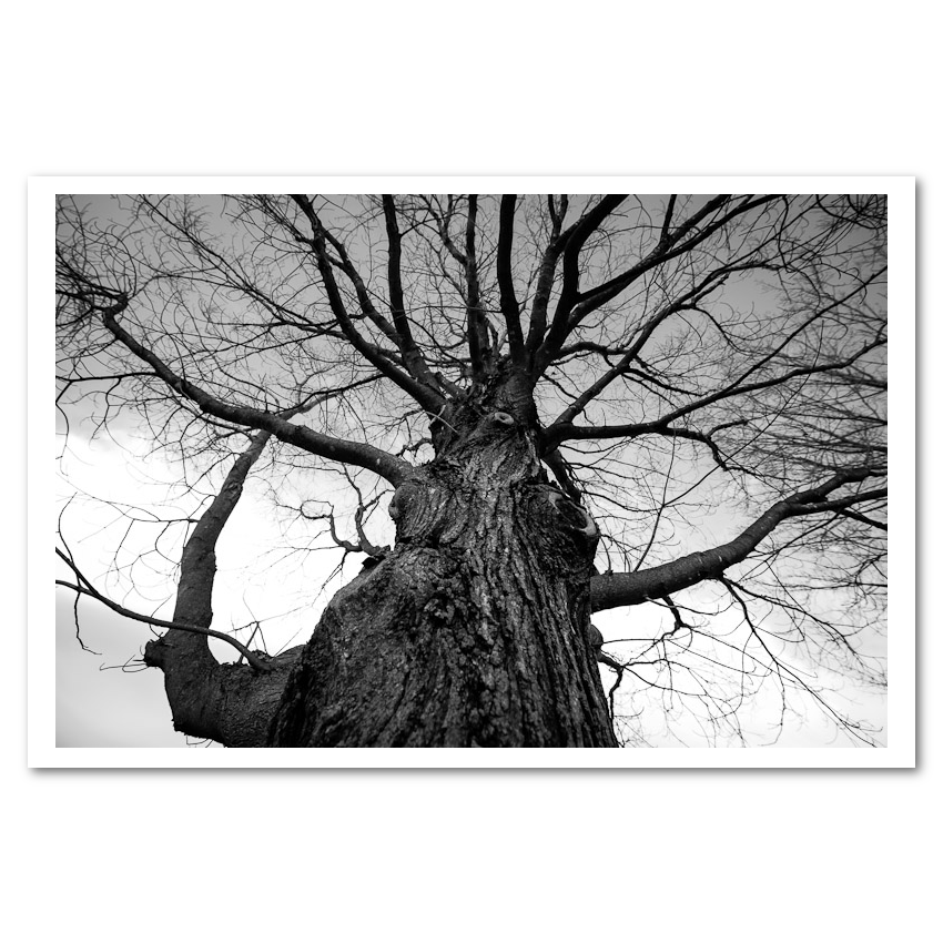 Towering Tree Fine Art Print