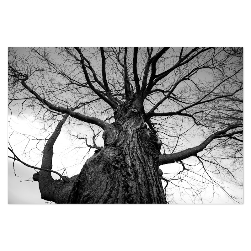 Towering Tree No. 2 Photo Print, mounted Fuji Lustre, printed edge to edge