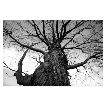 Towering Tree No. 2 Photo Print, mounted Fuji Lustre, printed edge to edge