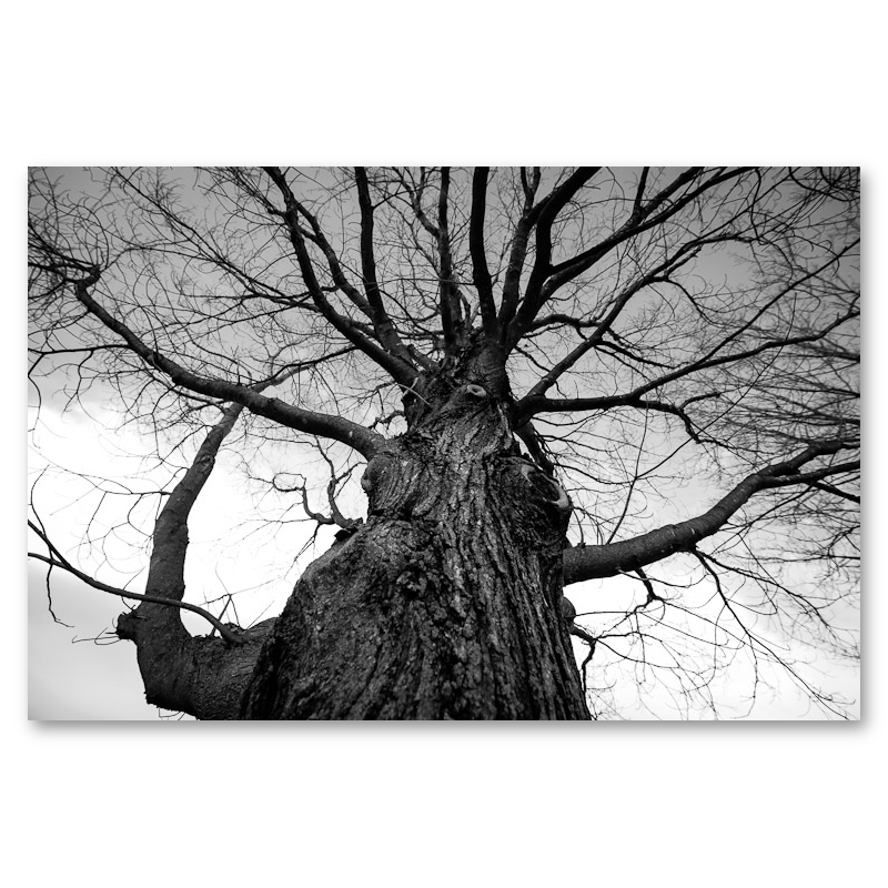 Towering Tree No. 2 Metal Print, float-mounted, printed edge to edge