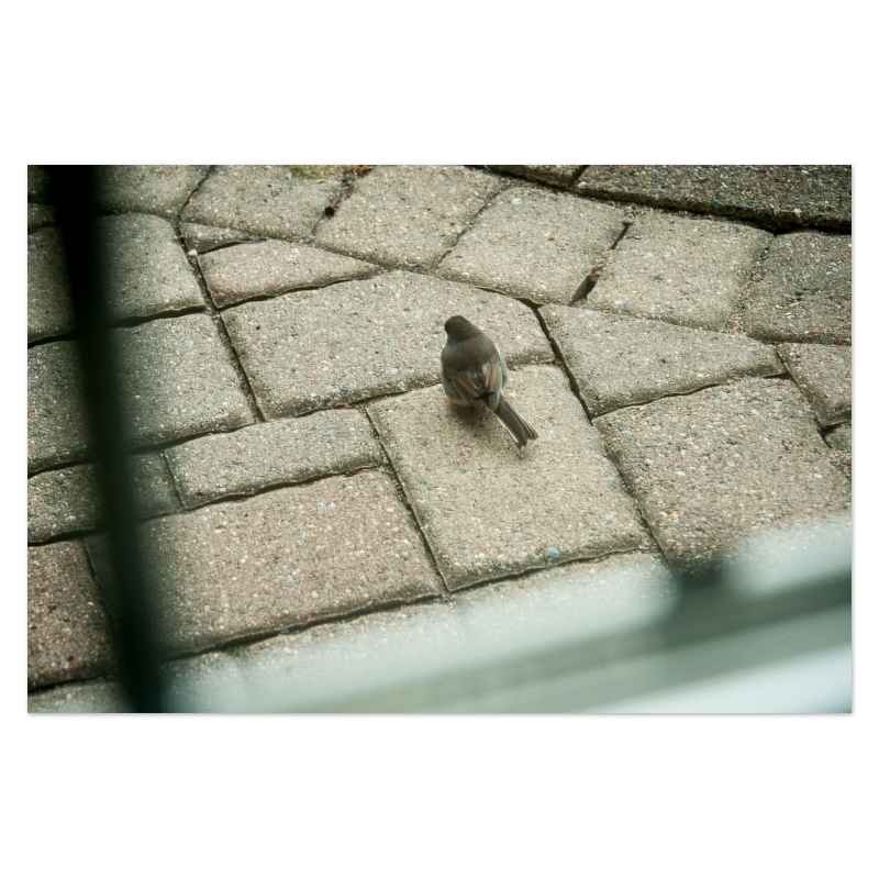 Grid Search Photo Print, mounted Fuji Lustre, printed edge to edge
