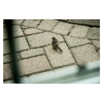Grid Search Photo Print, mounted Fuji Lustre, printed edge to edge