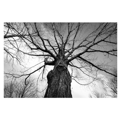 Towering Tree Photo Print